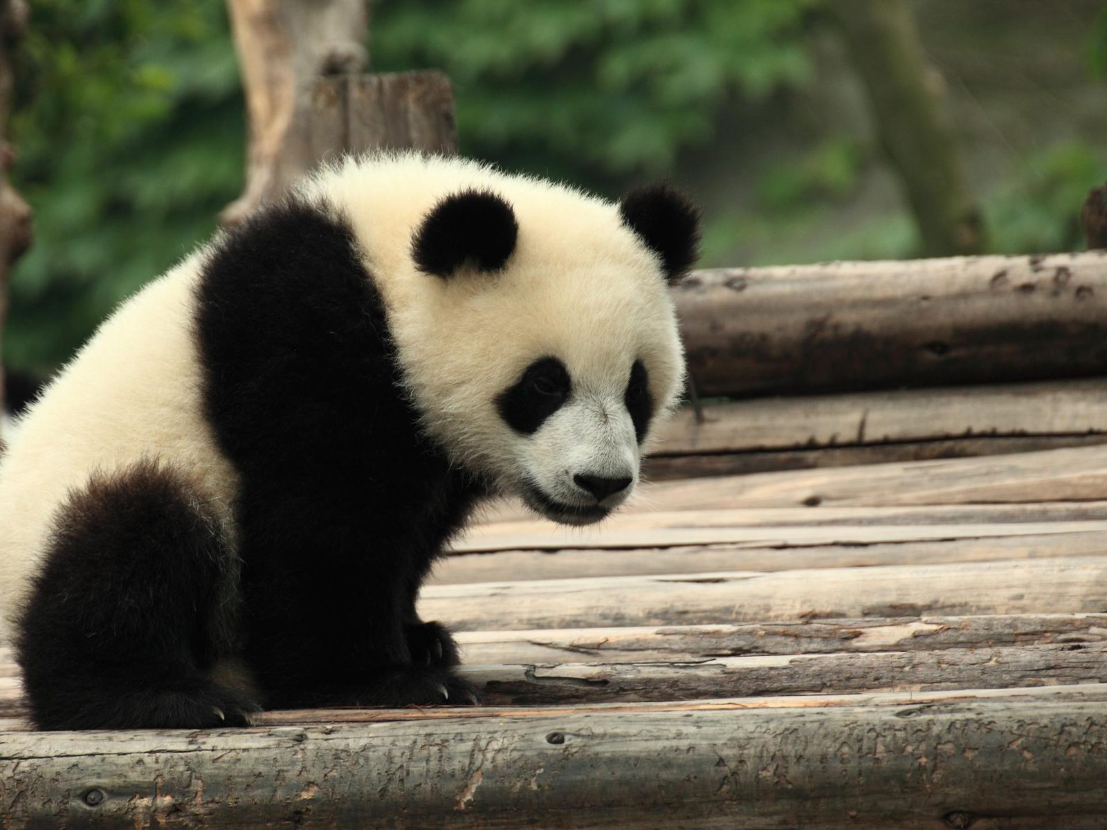 Giant panda cub on a wooden platform at the Chengdu Research Base of Giant Panda Breeding, Chengdu, China