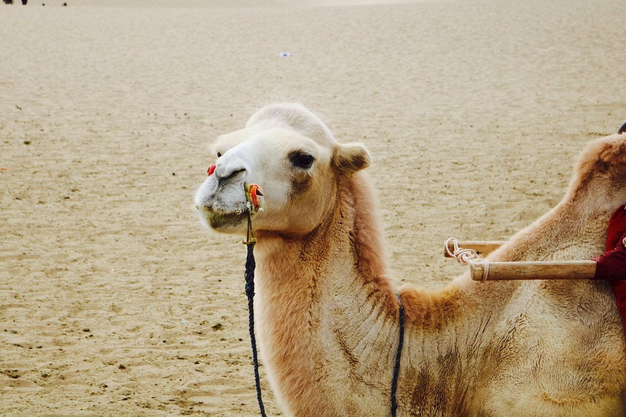 dunhuang  mingsha mountain  camel  dunhuang  dunhuang  dunhuang  dunhuang  dunhuang