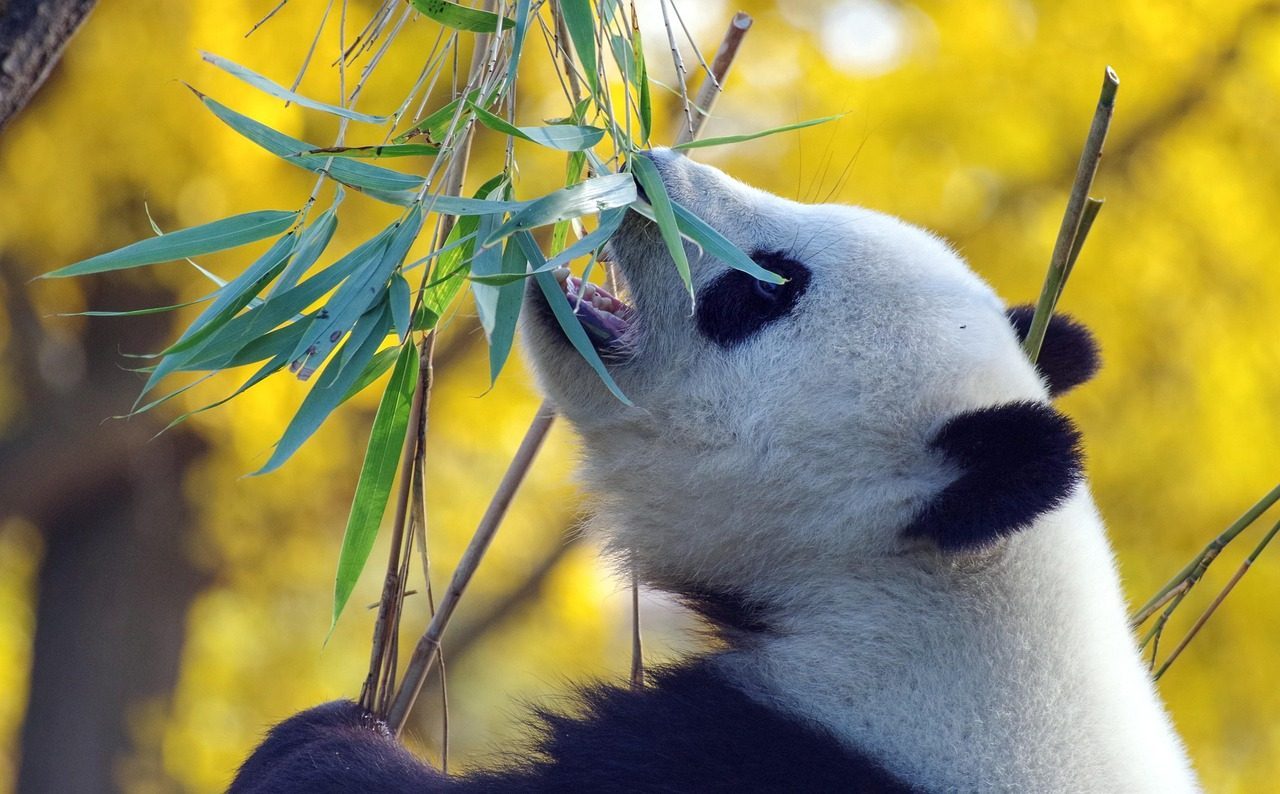 panda  bamboo  bear  mammal  china  zoo  species  eating  fauna  panda  panda  panda  panda  panda  china  china