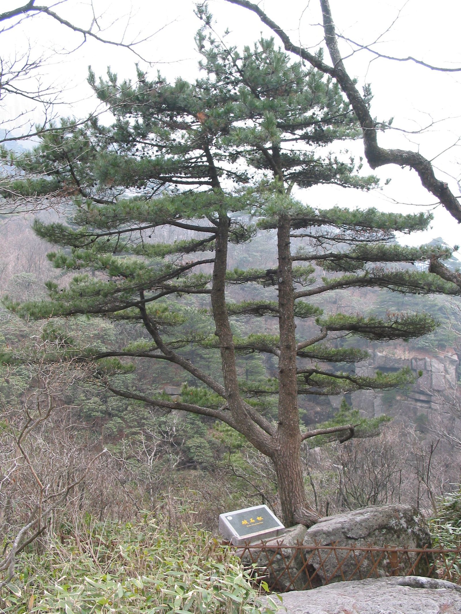 Pinus hwangshanensis tree, Huang Shan, Anhui, China, 30°7'38"N 118°9'58"E, 1600 m altitude