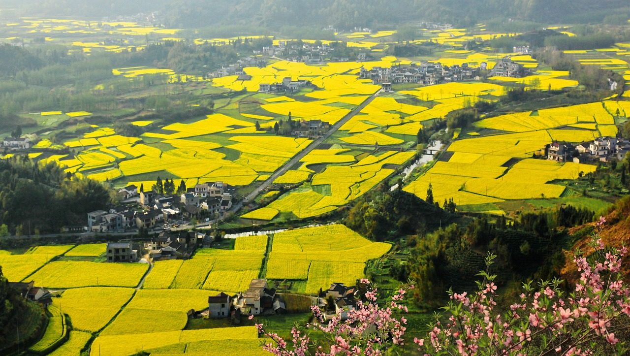 china  anhui wannan  yixian county ke village  spring  nature  canola flowering  accompanied by peach  the ancient village lined  footpath street orderly