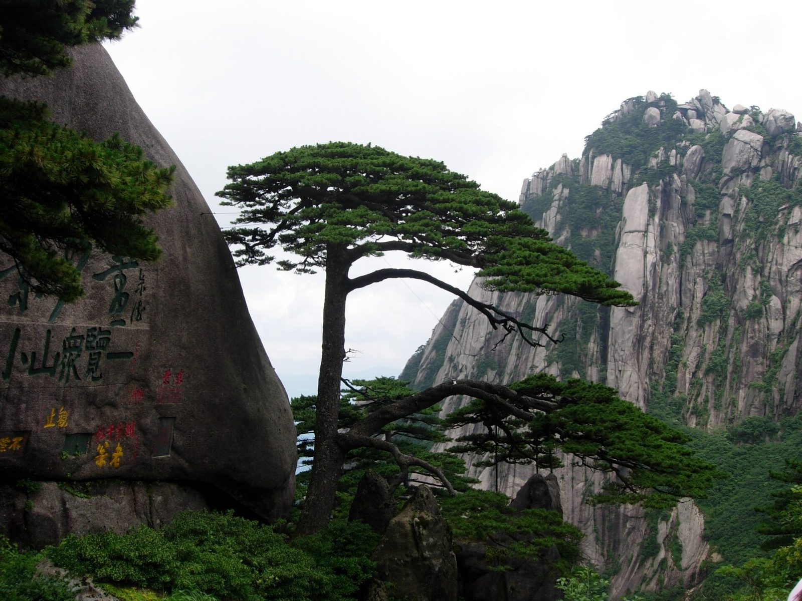 Ying Ke Pine,literally welcome Pine