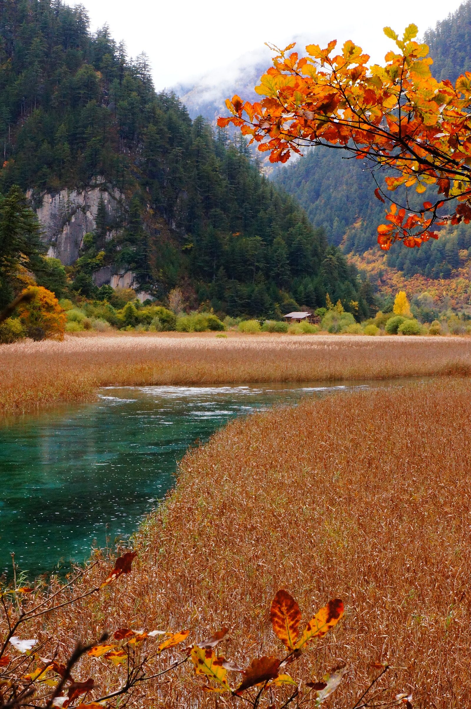 jiuzhaigou valley national park sichuan china 2011 autumn fall reed lake 芦苇海, Lúwěi Hǎi shuzheng valley 树正沟