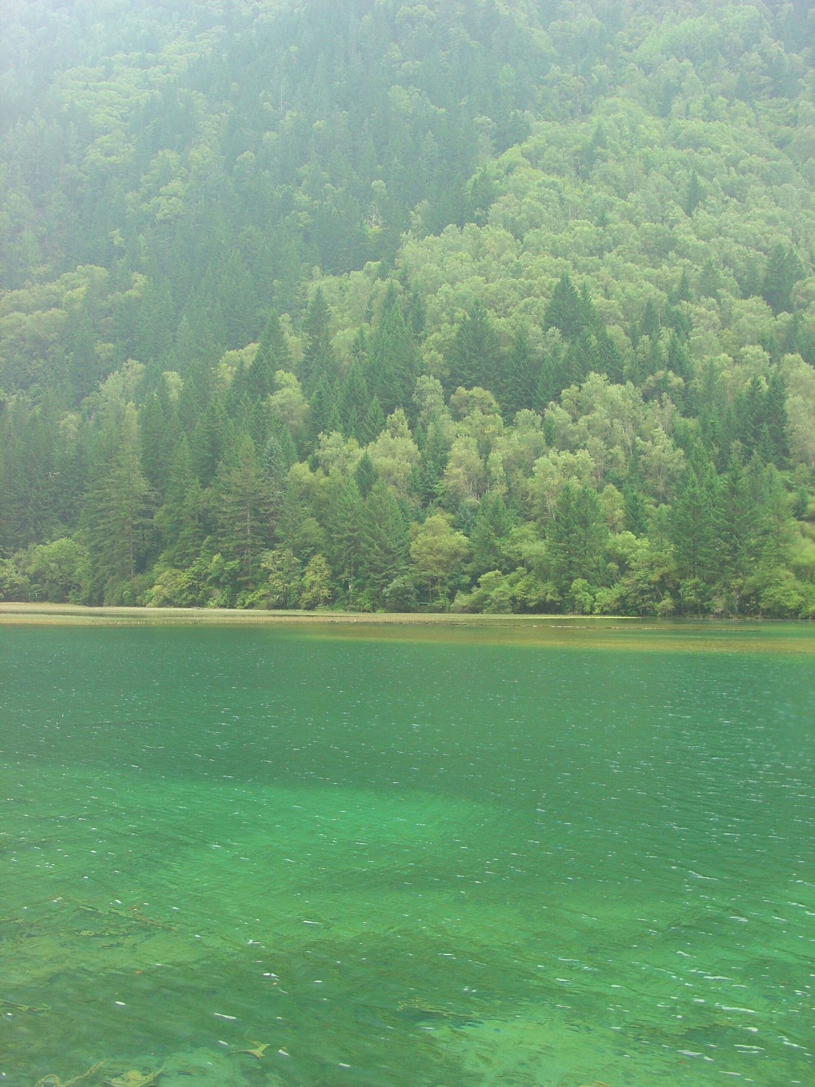 Panda Lake. View across panda lake with bamboo groves on the hillside, Jiuzhaigou.