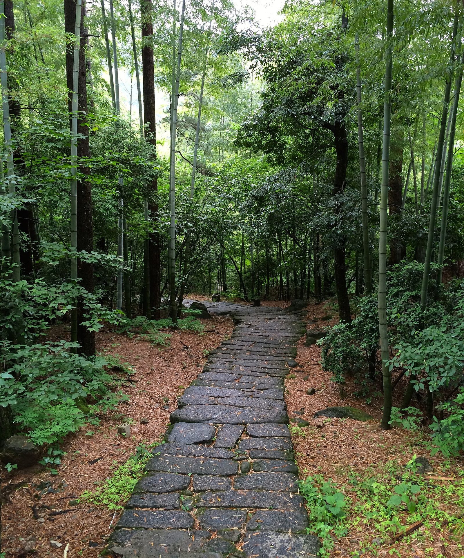 Bamboo forest at the foot of Huangshan