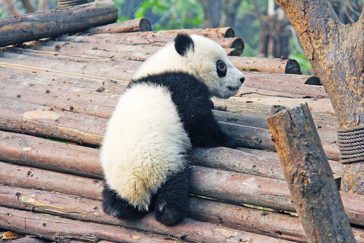 black and white adorable national animal panda research base nature animal bear lovable cute chengdu china zoo chinese rare city tourism young