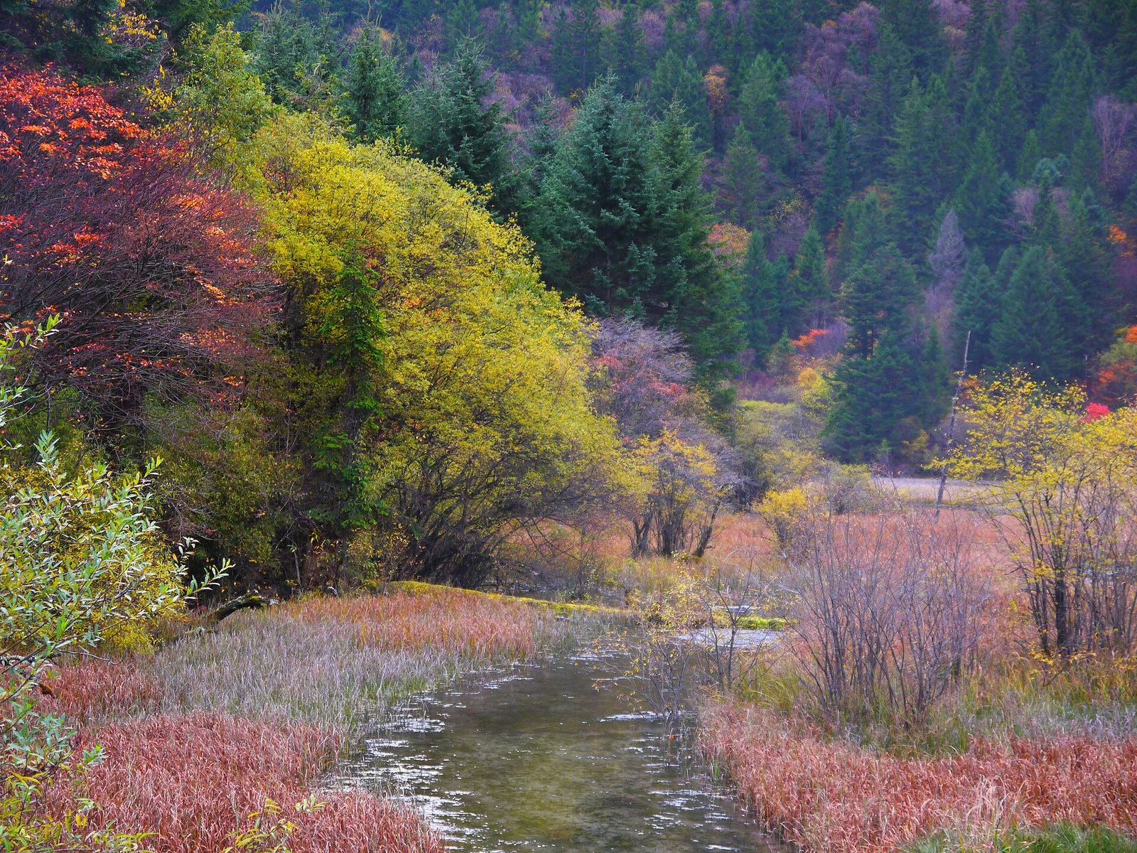 Jiuzhaigou Arrow Bamboo Lake